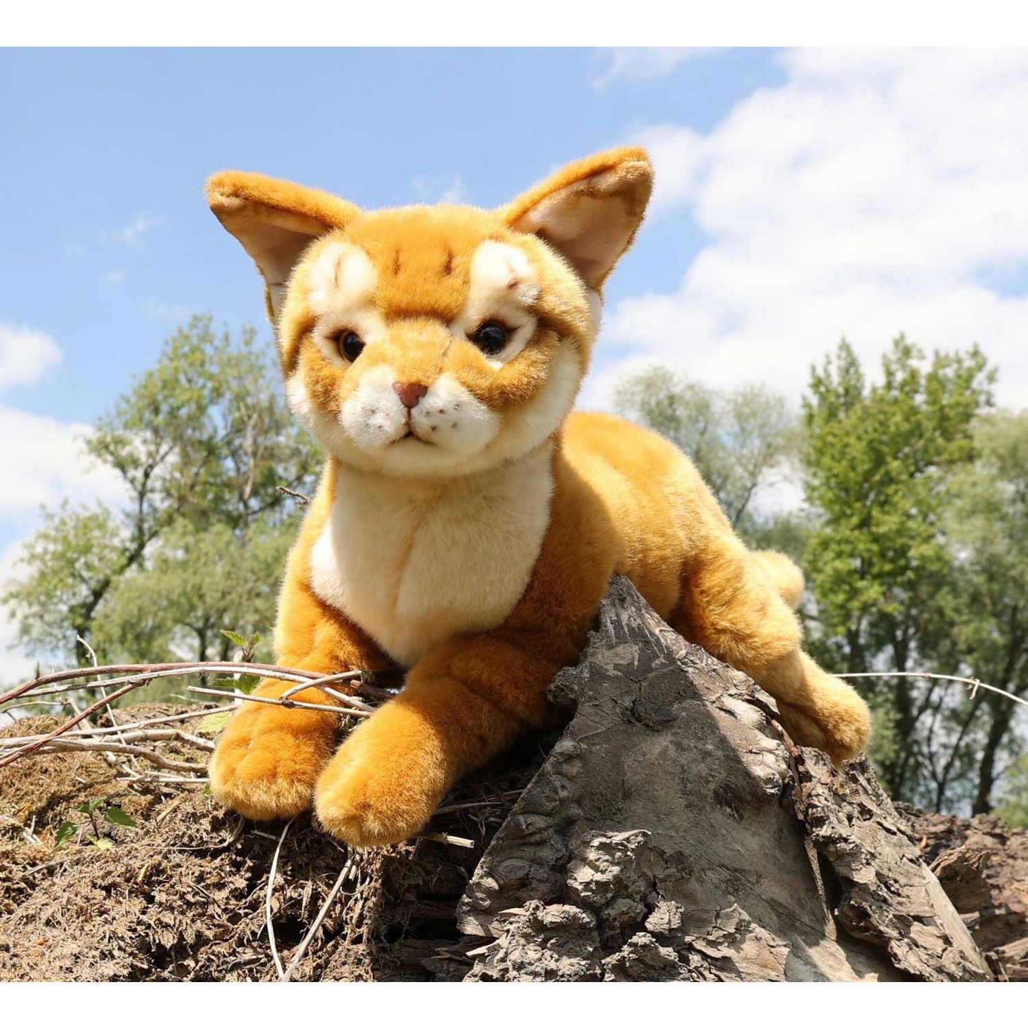 Плюшена Абисинска Котка Rappa