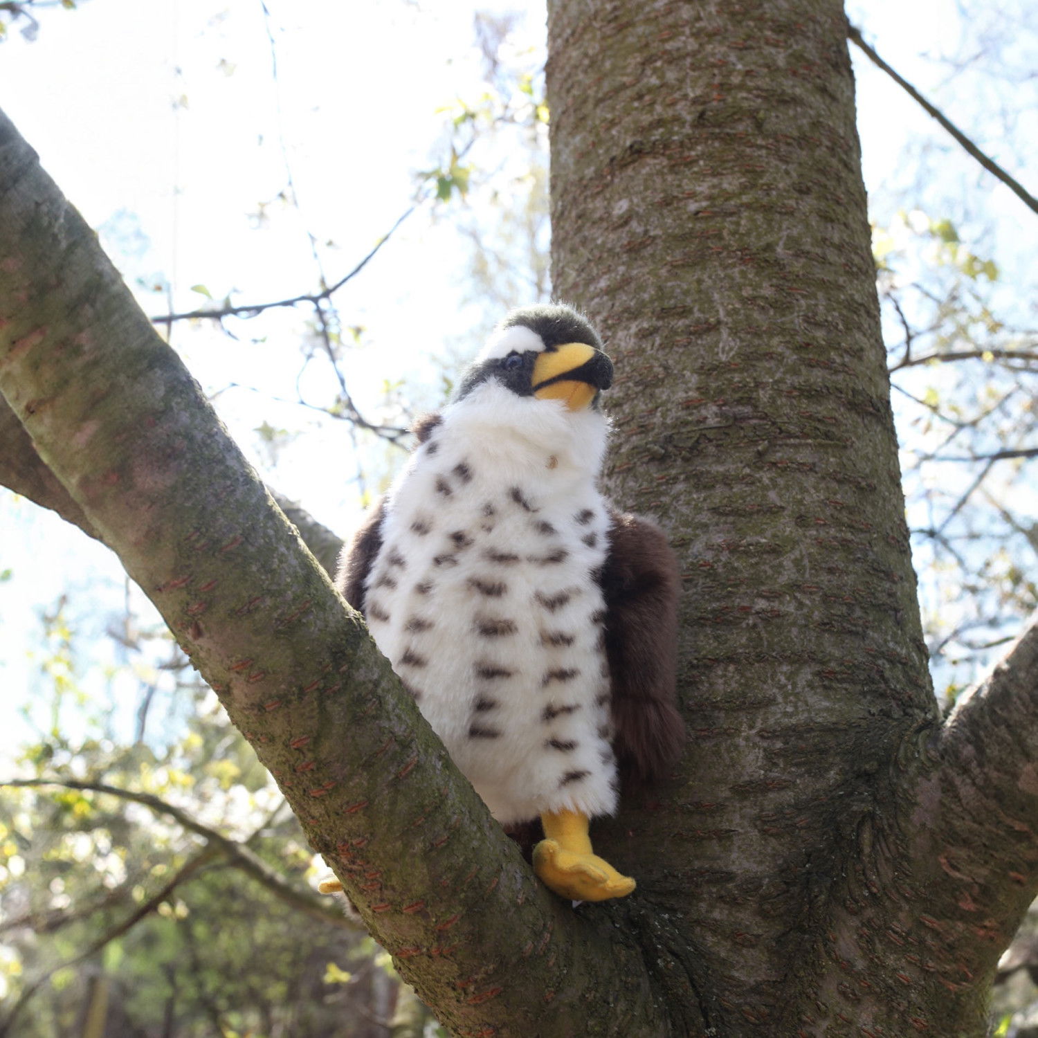 Плюшен Ястреб Rappa