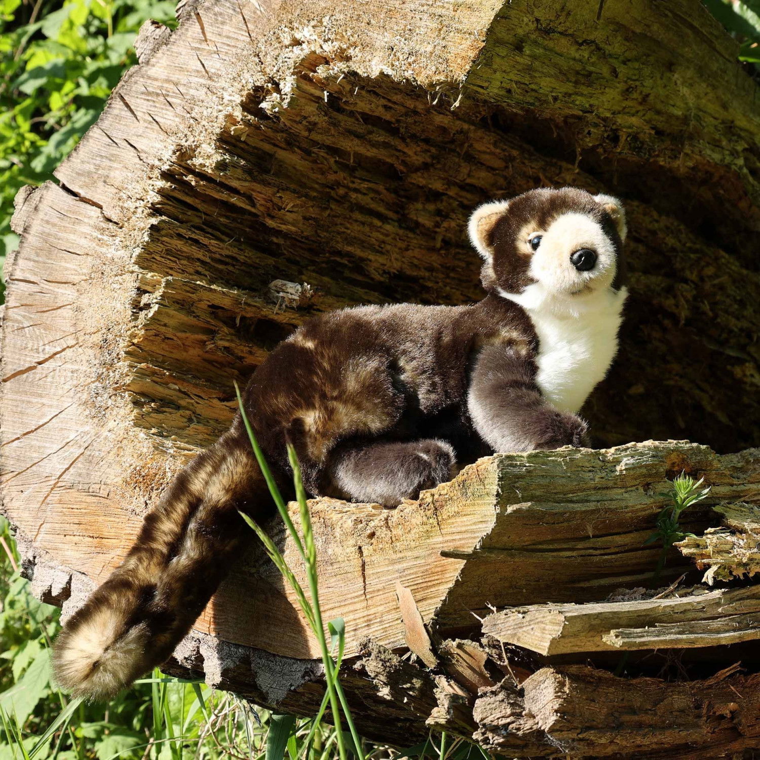 Плюшена Златка - Мартен Rappa