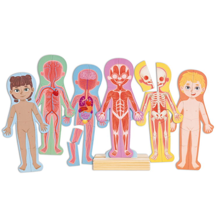 Магнитен пъзел Човешкото тяло, Hape