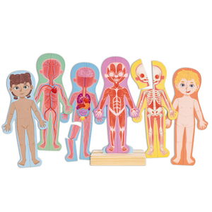 Магнитен пъзел Човешкото тяло, Hape