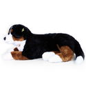 Плюшено куче Бернски зененхунд Rappa