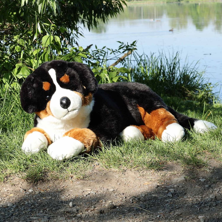 Плюшено куче Бернски зененхунд Rappa