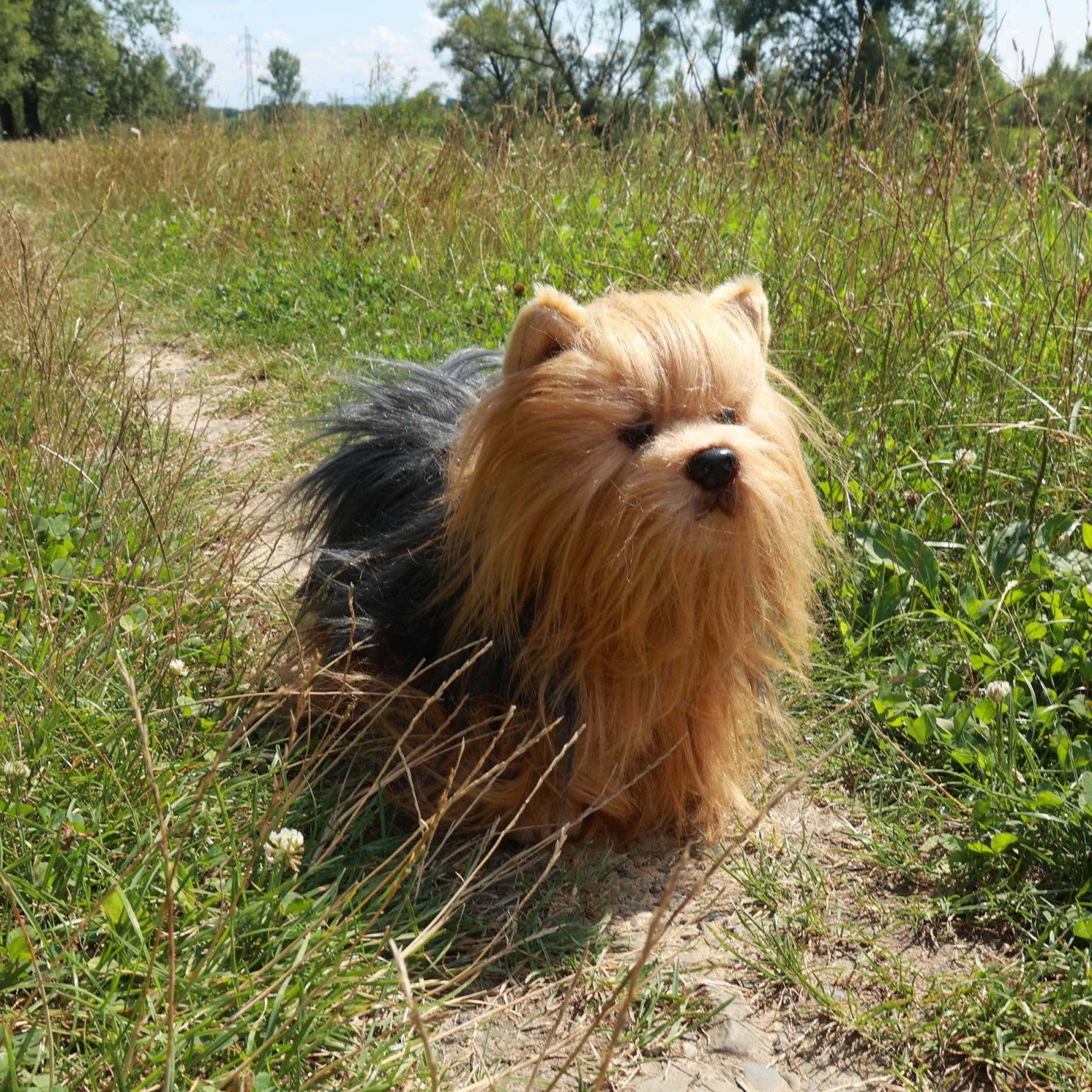 Плюшено куче Йоркширски териер Rappa