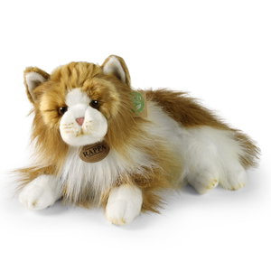 Плюшена Персийска котка Rappa