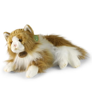 Плюшена Персийска котка Rappa