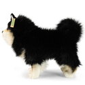 Плюшено куче Шпиц Rappa