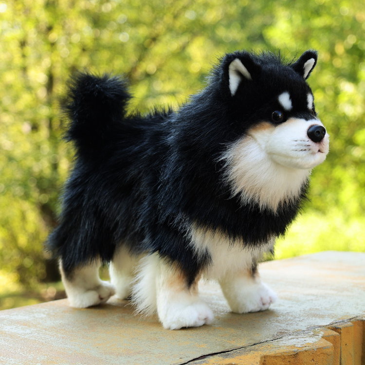 Плюшено куче Шпиц Rappa