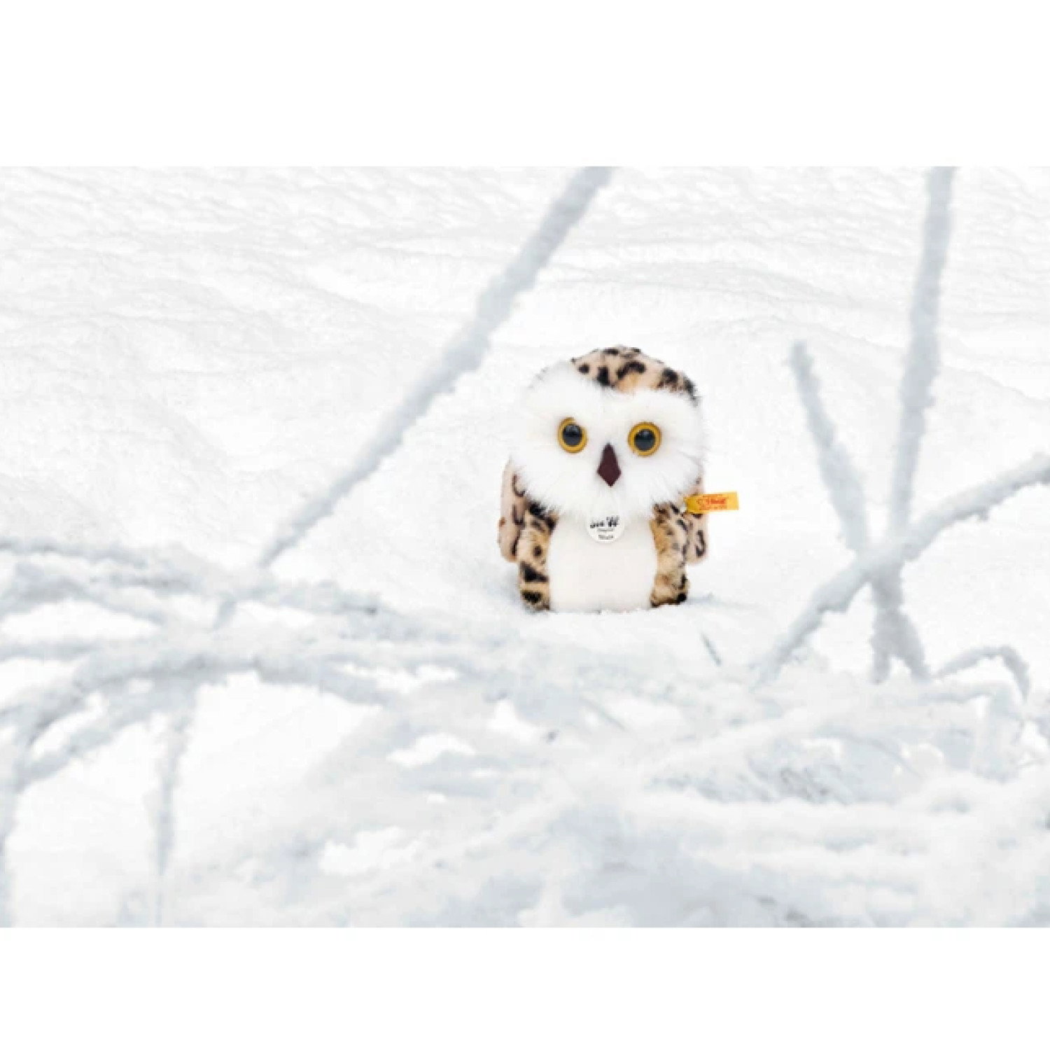 Wittie owl