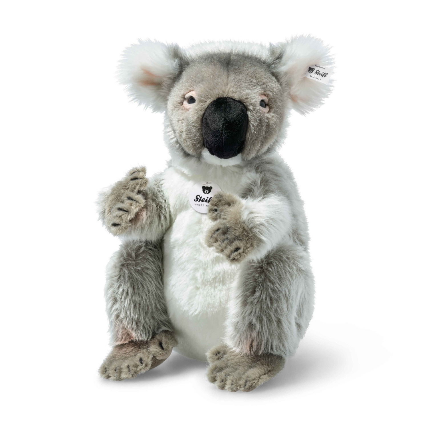 Colo koala